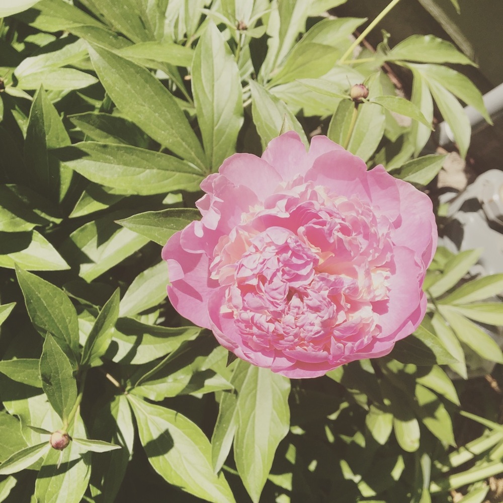 Meet your Posher, Sylvie